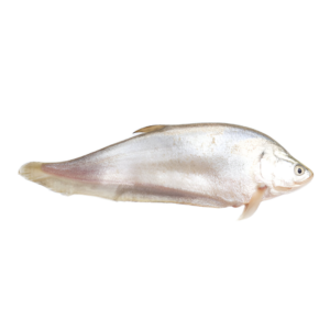 CHITOL 4/5UP GGS 20KG