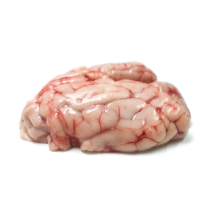 LAMB BRAIN