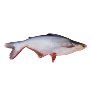 PANGUSH 2UP 20KG