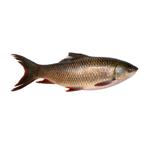RUHU 4UP GGS 20KG