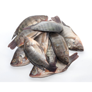 TELAPIA GGS 20KG
