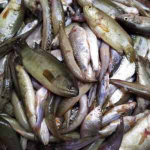 MIXED FISH 250GMX24