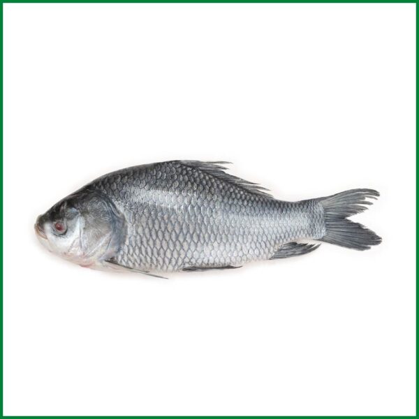 KATLA 5UP GGS 20KG