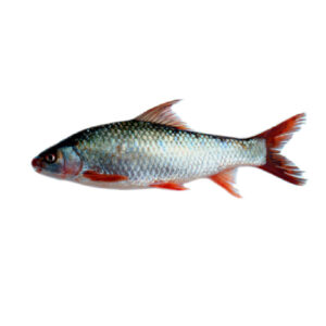 MRIGAL 4UP GGS 20KG